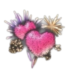 Cadeau Fireworks