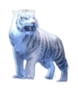Cadeau Tigre blanc